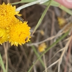 Diptera (order) at Jerrabomberra East Offset (JE_4) - 31 Jan 2024