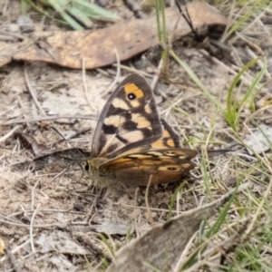 Heteronympha penelope at Namadgi National Park - 24 Jan 2024 02:34 PM