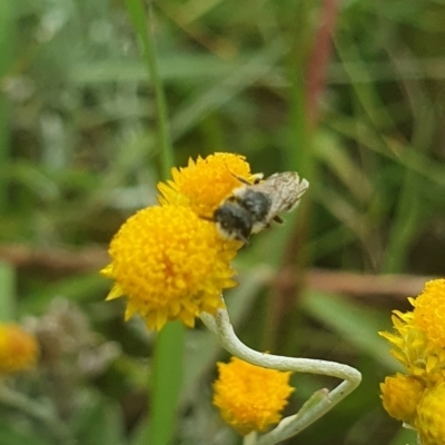 Apiformes (informal group) (Unidentified bee) at Hume, ACT - 31 Jan 2024 by ChrisBenwah