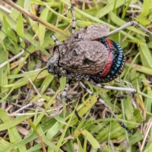 Acripeza reticulata at Namadgi National Park - 24 Jan 2024