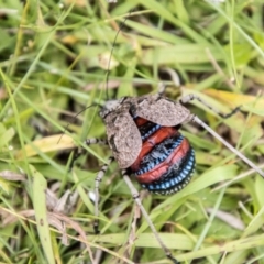 Acripeza reticulata at Namadgi National Park - 24 Jan 2024