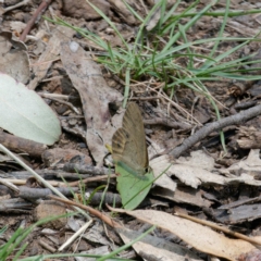 Hypocysta pseudirius (Grey Ringlet, Dingy Ringlet) at Bungonia National Park - 29 Jan 2024 by DPRees125