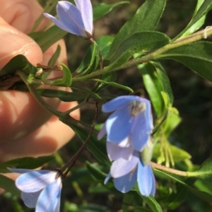 Billardiera heterophylla at The Pinnacle - 1 Feb 2024