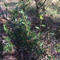 Billardiera heterophylla at The Pinnacle - 1 Feb 2024