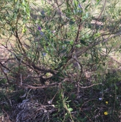 Billardiera heterophylla at The Pinnacle - 1 Feb 2024