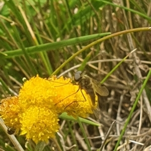 Geron sp. (genus) at Jerrabomberra East Offset (JE_4) - 31 Jan 2024