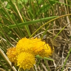 Geron sp. (genus) at Jerrabomberra East Offset (JE_4) - 31 Jan 2024