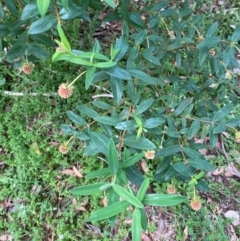 Pimelea ligustrina subsp. ligustrina at Barrington Tops National Park - 19 Dec 2023 07:59 AM
