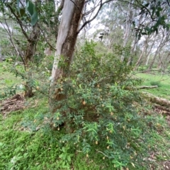 Pimelea ligustrina subsp. ligustrina at Barrington Tops National Park - 19 Dec 2023 07:59 AM