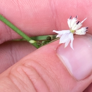 Arthropodium milleflorum at Barrington Tops National Park - 19 Dec 2023 07:59 AM