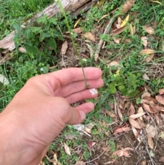 Arthropodium milleflorum at Barrington Tops National Park - 19 Dec 2023