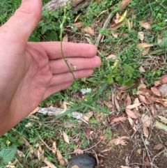 Arthropodium milleflorum at Barrington Tops National Park - 19 Dec 2023 07:59 AM