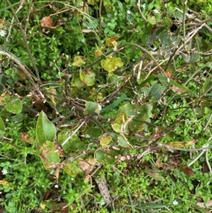 Smilax australis at Barrington Tops National Park - 19 Dec 2023 07:59 AM