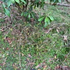 Smilax australis at Barrington Tops National Park - 19 Dec 2023 07:59 AM