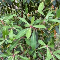 Tasmannia purpurascens (Broad-leaved Pepperbush) at Barrington Tops National Park - 19 Dec 2023 by Tapirlord