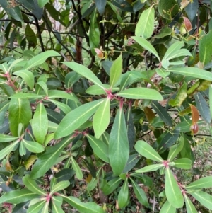 Tasmannia purpurascens at Barrington Tops National Park - 19 Dec 2023