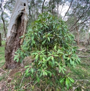 Tasmannia purpurascens at Barrington Tops National Park - 19 Dec 2023