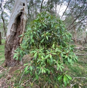 Tasmannia purpurascens at Barrington Tops National Park - 19 Dec 2023 07:58 AM