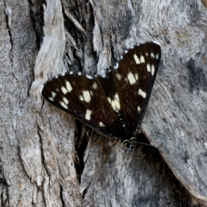 Cruria donowani at Bungonia National Park - 29 Jan 2024