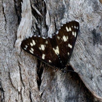 Cruria donowani (Crow or Donovan's Day Moth) at Bungonia, NSW - 29 Jan 2024 by DPRees125