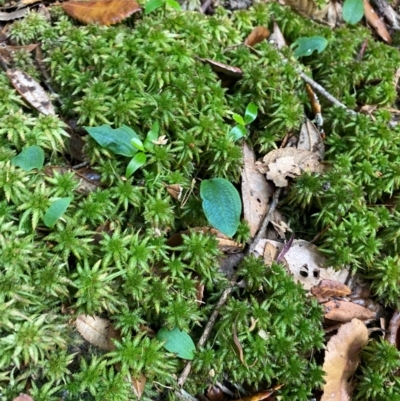 Adenochilus nortonii (Australian Gnome Orchid) by Tapirlord