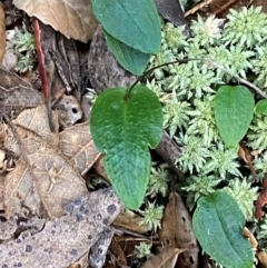 Adenochilus nortonii at suppressed - 19 Dec 2023