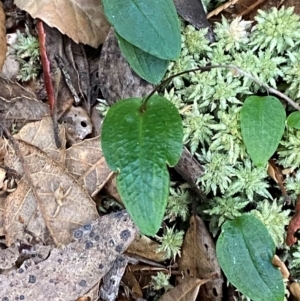 Adenochilus nortonii at suppressed - suppressed