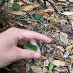 Adenochilus nortonii at suppressed - 19 Dec 2023