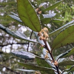 Elaeocarpus holopetalus (Black Olive Berry) at Barrington Tops National Park - 18 Dec 2023 by Tapirlord