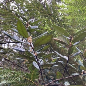 Elaeocarpus holopetalus at Barrington Tops National Park - 19 Dec 2023