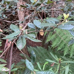 Elaeocarpus holopetalus at Barrington Tops National Park - 19 Dec 2023