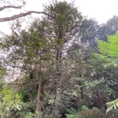 Elaeocarpus holopetalus at Barrington Tops National Park - 19 Dec 2023