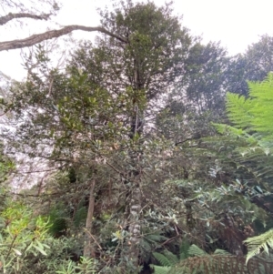 Elaeocarpus holopetalus at Barrington Tops National Park - 19 Dec 2023