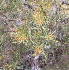 Hakea microcarpa (Small-fruit Hakea) at Barrington Tops, NSW - 18 Dec 2023 by Tapirlord