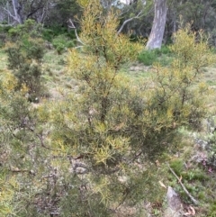 Hakea microcarpa at Barrington Tops National Park - 19 Dec 2023 07:46 AM