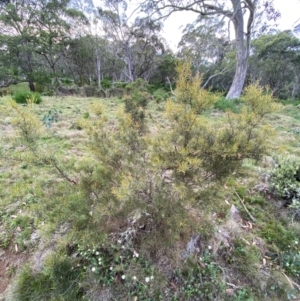 Hakea microcarpa at Barrington Tops National Park - 19 Dec 2023 07:46 AM