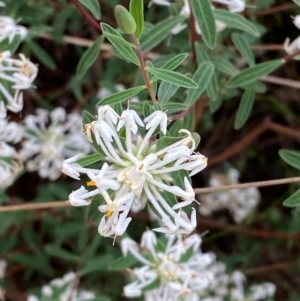 Pimelea linifolia subsp. linifolia at Barrington Tops National Park - 19 Dec 2023 07:45 AM