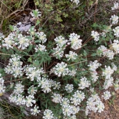 Pimelea linifolia subsp. linifolia at Barrington Tops National Park - 19 Dec 2023 07:45 AM