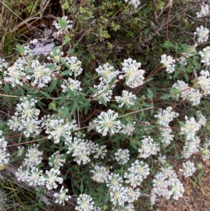 Pimelea linifolia subsp. linifolia at Barrington Tops National Park - 19 Dec 2023