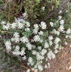Pimelea linifolia subsp. linifolia at Barrington Tops National Park - 19 Dec 2023 07:45 AM