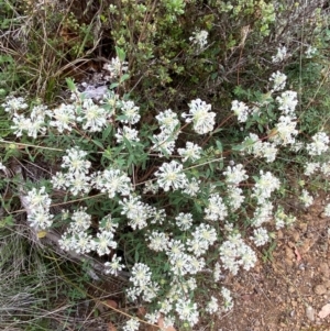 Pimelea linifolia subsp. linifolia at Barrington Tops National Park - 19 Dec 2023