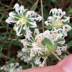 Pimelea linifolia subsp. linifolia at Barrington Tops National Park - 19 Dec 2023 07:45 AM