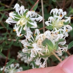 Pimelea linifolia subsp. linifolia at Barrington Tops National Park - 19 Dec 2023