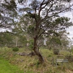 Eucalyptus stellulata (Black Sally) at Barrington Tops National Park - 19 Dec 2023 by Tapirlord