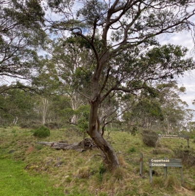 Eucalyptus stellulata (Black Sally) at Barrington Tops, NSW - 18 Dec 2023 by Tapirlord