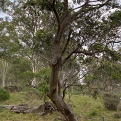 Eucalyptus stellulata at Barrington Tops National Park - 19 Dec 2023 07:44 AM