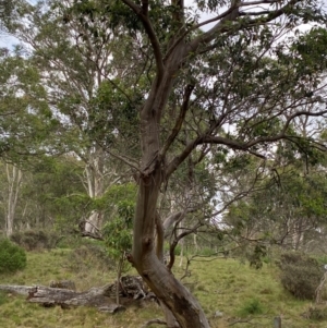 Eucalyptus stellulata at Barrington Tops National Park - 19 Dec 2023