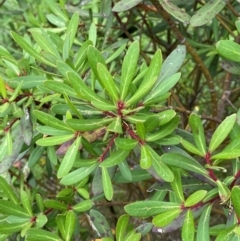 Tasmannia insipida at Barrington Tops, NSW - 18 Dec 2023 by Tapirlord