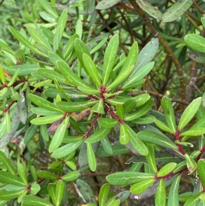 Unidentified Other Shrub at Barrington Tops, NSW - 18 Dec 2023 by Tapirlord