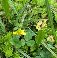 Ranunculus pimpinellifolius (Bog Buttercup) at Barrington Tops National Park - 19 Dec 2023 by Tapirlord